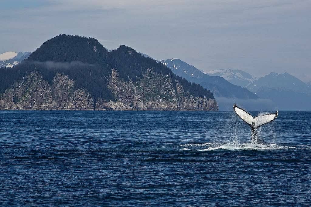 Whale sighting in Alaska waters